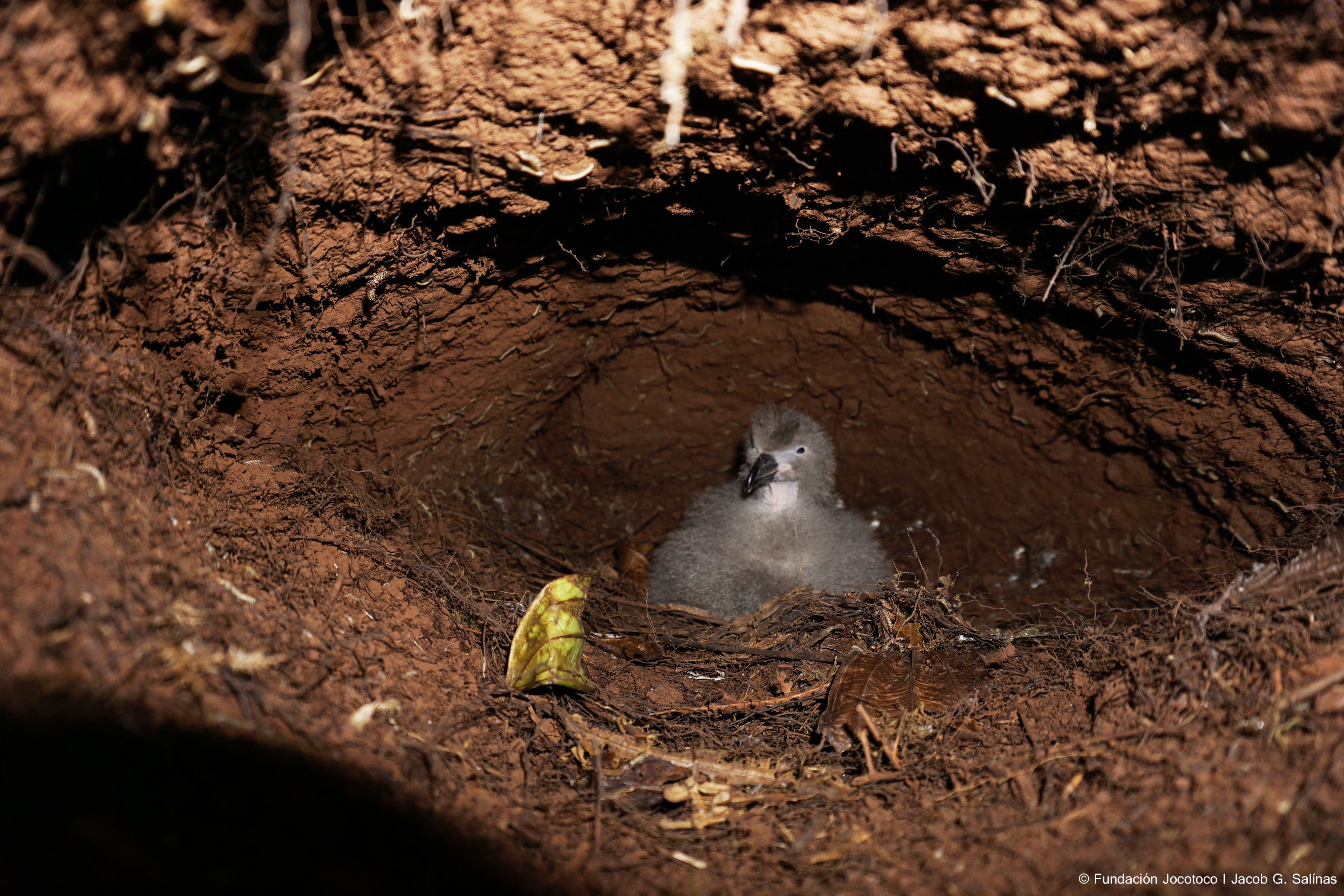Galapagos Petrel monitoring
